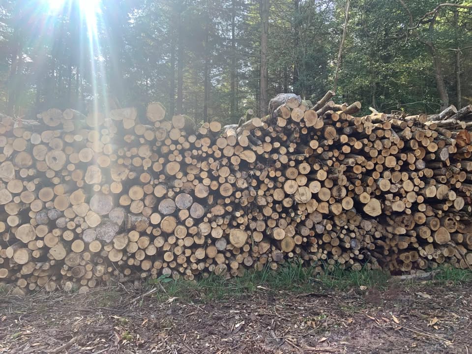 Stacked cut logs in woodland after tree work.