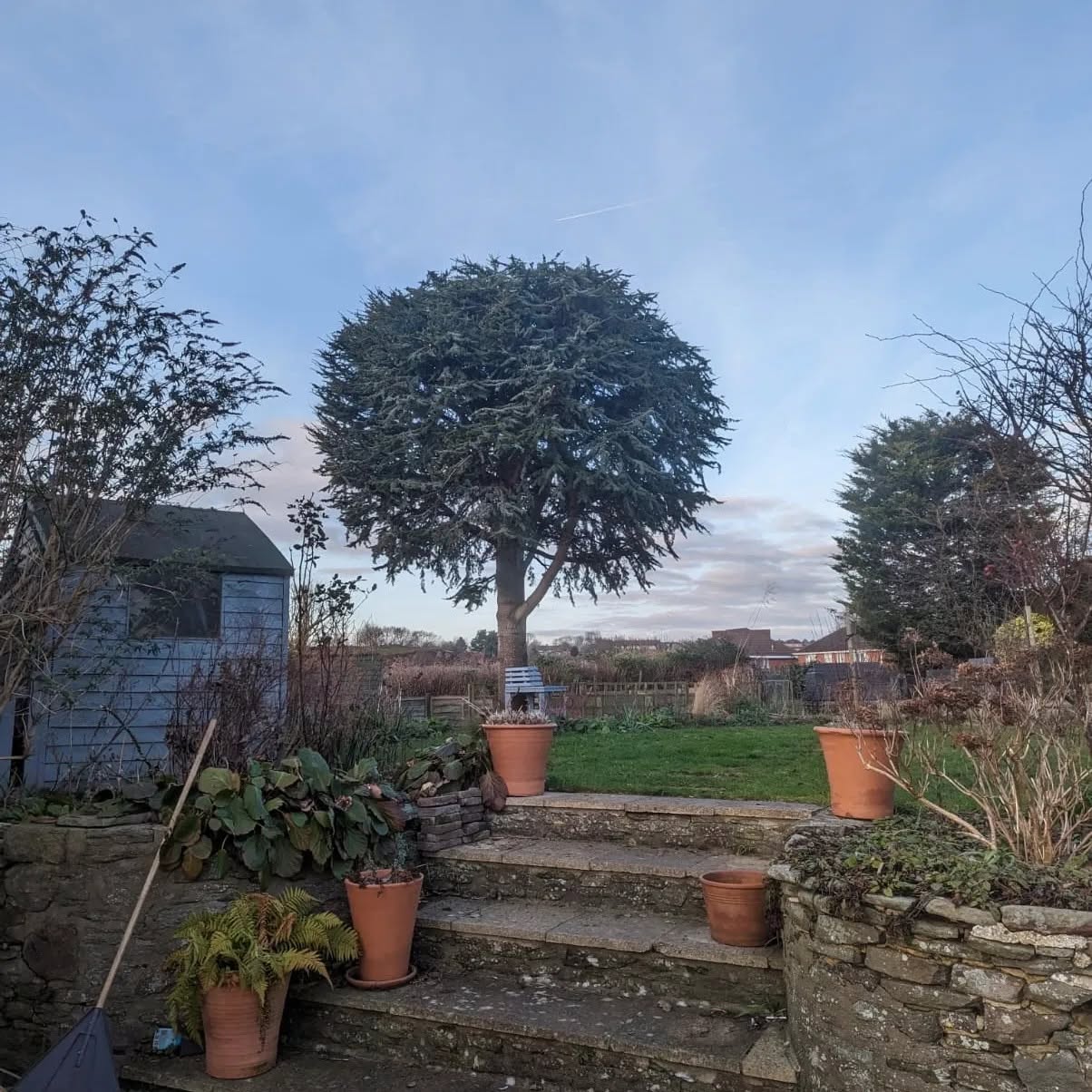Shaped evergreen tree in a Bristol residential garden.