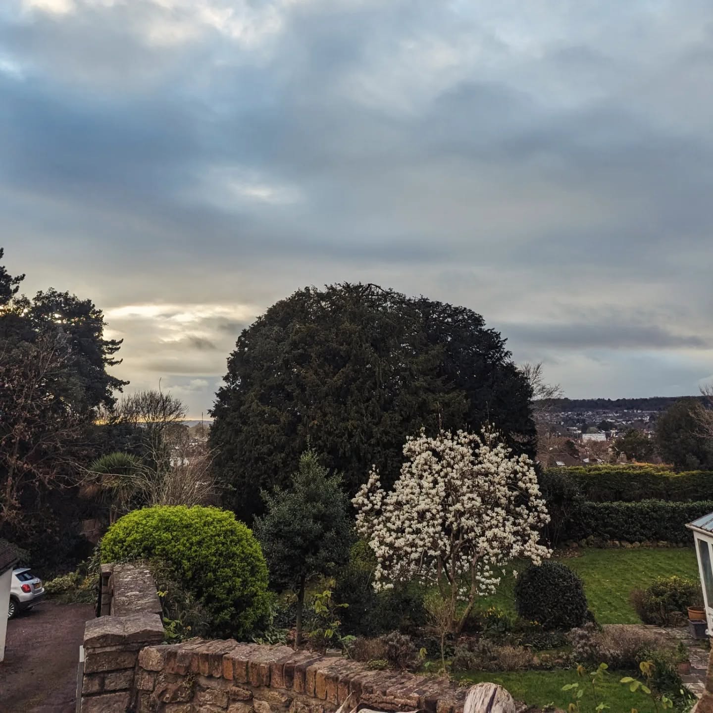 Large established garden tree after reduction and shaping work in Bristol.